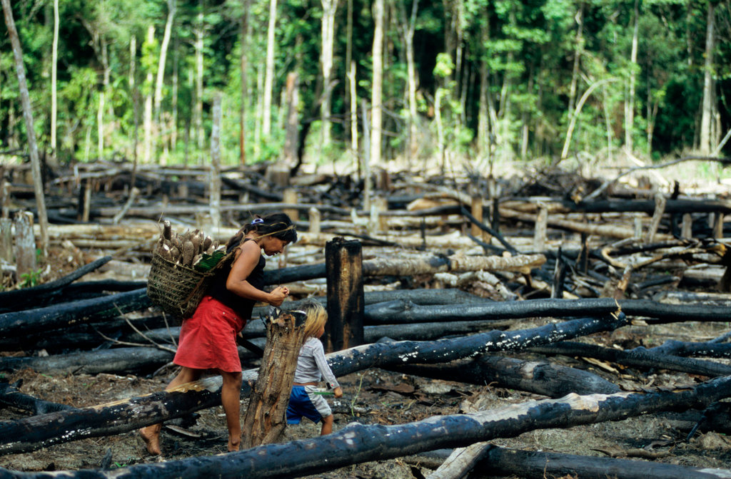 Deforested rainforest